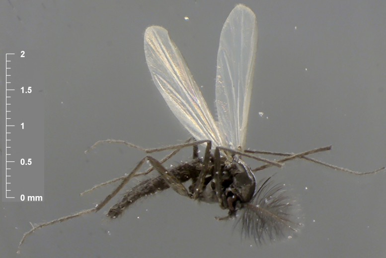 Metriocnemus atratulus